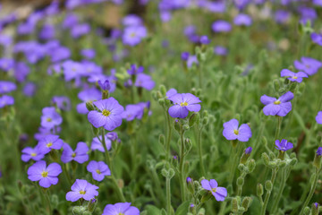 Beautiful nature flowers background