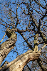 trees