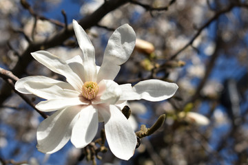 Beautiful nature flowers background