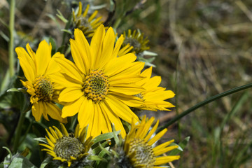 Beautiful nature flowers background
