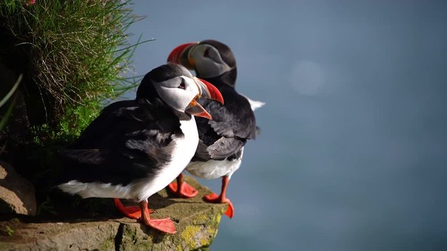Atlantic puffin also know as common puffin is species of seabird in the auk family in Iceland. Iceland, Norway, Faroe Islands, Labrador in Canada are known to be large colony of this puffin.