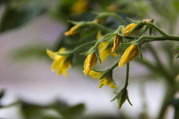 yellow flowers tomato on branch