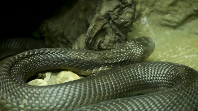 Majestic poisonous snake with dark skin. Beautiful Monocled king cobra with black skin on rock in terrarium cage.