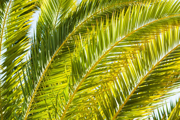 Obraz na płótnie Canvas Tropical palm leaves close up