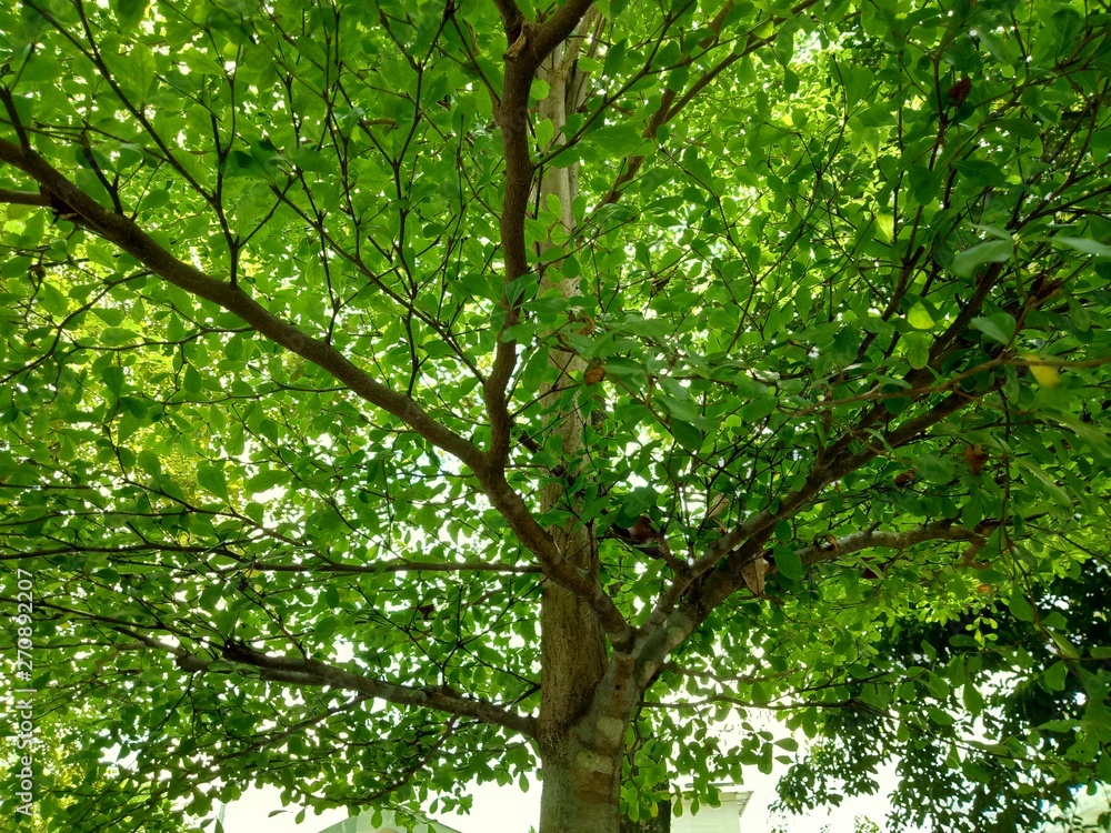 Wall mural branch in the tree from bottom view beautfiul green leaf