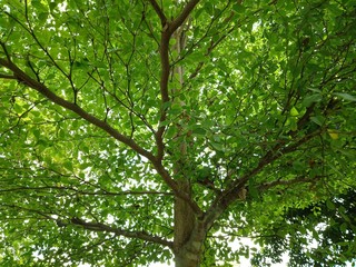 Fototapeta premium branch in the tree from bottom view beautfiul green leaf