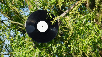 Eine Schallplatte im Baum