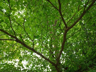 branch in the tree from bottom view beautfiul green leaf