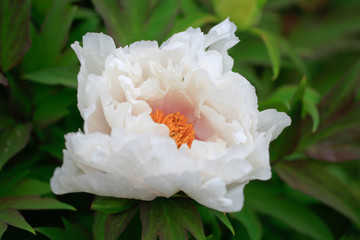 Tree-like peony, tree-shaped white peony in the garden, peony petals close-up at sunset, natural blurred background