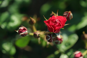 深紅の薔薇と蕾