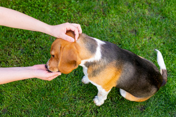 Beagle and owner outdoor