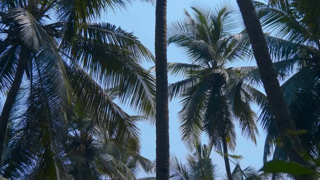 The krone of palm trees are moving against the blue sky, Goa, India. Shot in motion