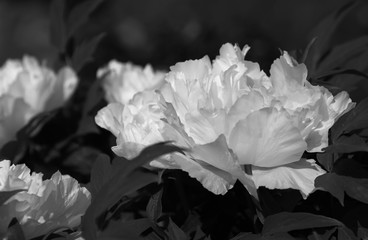 Tree-like peony, tree-shaped white peony in the garden, peony petals close-up at sunset, natural blurred background.Black and white photo.