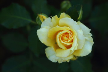 黄色い薔薇
