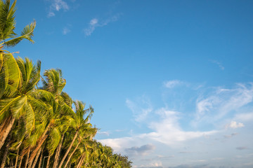The sky with coconut trees