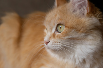 domestic cat with a predator's gaze