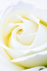 white rose extreme closeup