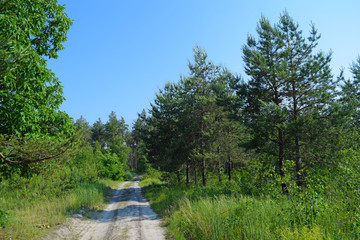View of a long sandy road in a green forest.