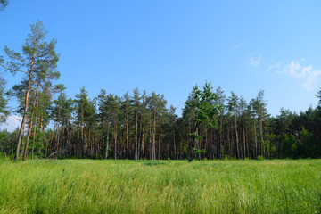 Fototapeta premium View through the green field to the forest in the distance.
