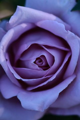 Fototapeta na wymiar ブルームーンという品種の薔薇のマクロ