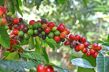 Clusters of ripe coffee beans growing in plant in Kerala State of India