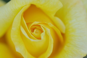 黄色い薔薇のマクロ
