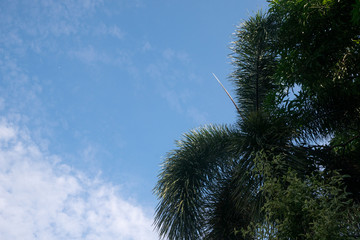 A cloudy sky with a tree