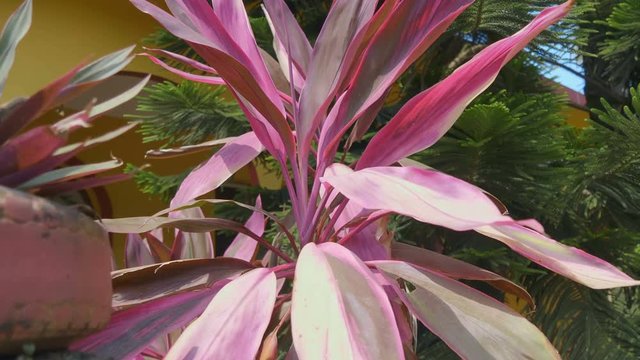 Plant Cordyline with large beautiful red leaves in the courtyard of a residential house, Goa, India. Shot in motion