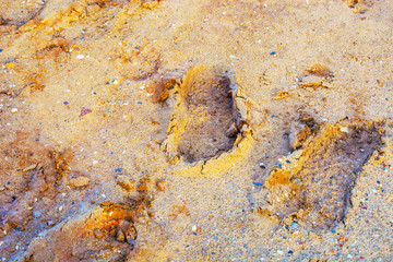 Footprints on the mud
