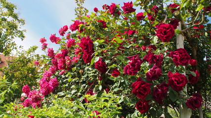 Fototapeta na wymiar 公園で咲いていた様々なバラ
