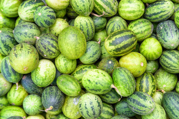 Ripe green small watermelons. Freshly harvested sweet fruits
