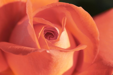 オレンジ色の薔薇のマクロ