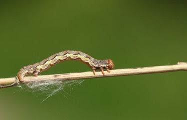 A pretty Mottled Umber Moth Caterpillar, Erannis defoliaria, walking along a plant stem.