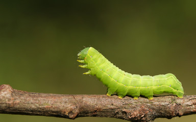 Obraz premium A pretty Sprawler Moth Caterpillar, Asteroscopus sphinx, walking along a twig at the edge of woodland.