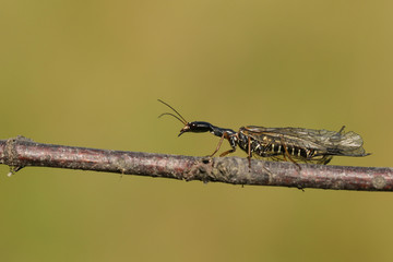 A Snakefly, Rhapidioptera, walking along a twig. Snakeflies are rarely encountered as they spend most of their adult lives in the tree canopy. 
