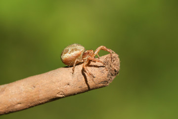 A Crab Spider, Thomisidae, perching on a branch at the edge of woodland.