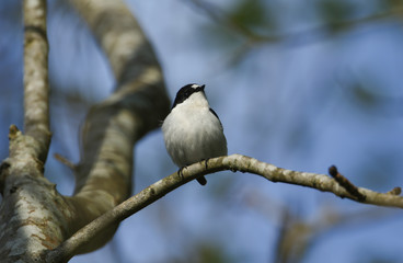 Obraz premium A beautiful male Pied Flycatcher, Ficedula hypoleuca, perching on a branch in a tree. 
