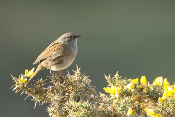 	 A pretty Dunnock, Prunella modularis, perched on a flowering gorse bush.	