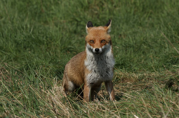 A magnificent wild Red Fox (Vulpes vulpes) hunting for food to eat in the long grass.	