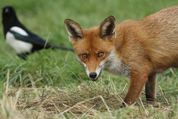 A magnificent wild Red Fox (Vulpes vulpes) hunting for food to eat in the long grass.	