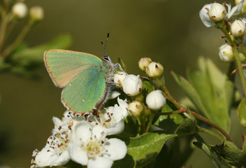 A beautiful Green Hairstreak Butterfly, Callophrys rubi, nectaring  on a hawthorn flower.