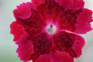 Roter Hibiskus 1 © Andre