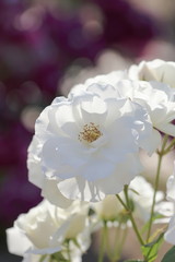 アイスバーグという品種の白薔薇