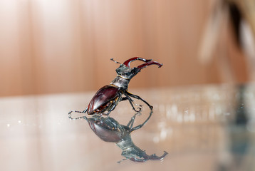 large stag beetle, studio photography