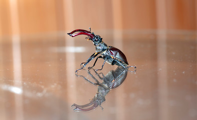 large stag beetle, studio photography