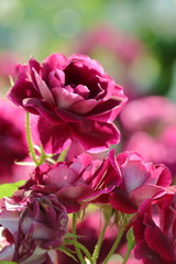 バーガンディアイスバーグという品種の薔薇