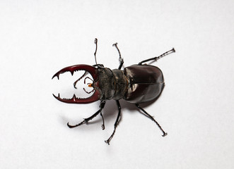 large stag beetle, studio photography