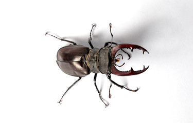 large stag beetle, studio photography