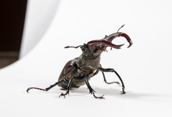 large stag beetle, studio photography