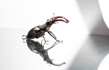 large stag beetle, studio photography